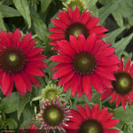 Load image into Gallery viewer, Coneflower, Sombrero Baja Burgundy  #1