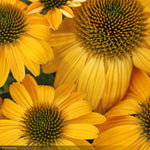 Load image into Gallery viewer, Coneflower, Sombrero Granada Gold #1