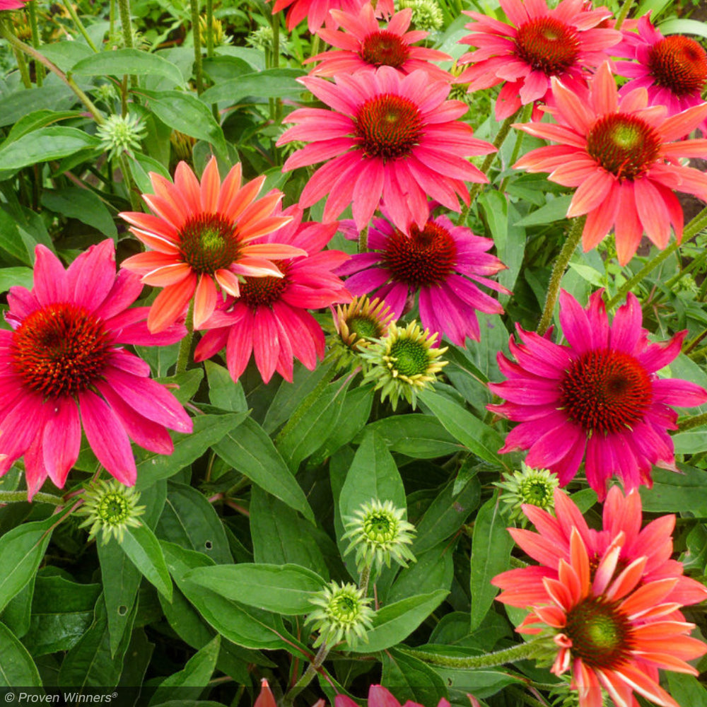 Coneflower, Sombrero Tres Amigos #1