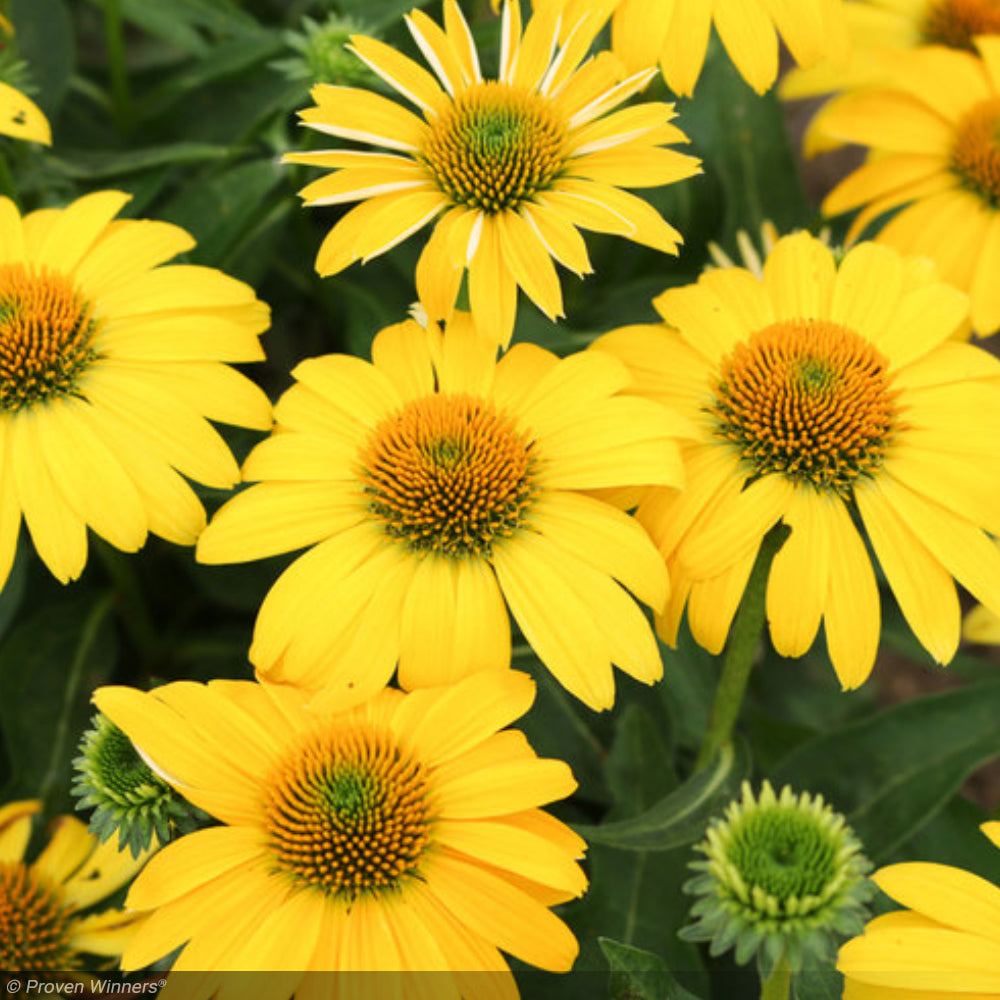 Coneflower, Sombrero Lemon Yellow #1