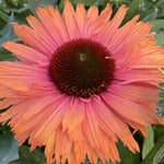 Load image into Gallery viewer, Coneflower, Sunseekers Rainbow #1