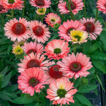Load image into Gallery viewer, Coneflower, Sunseekers Salmon #1