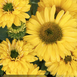 Load image into Gallery viewer, Coneflower, Sunseekers Golden Sun #1