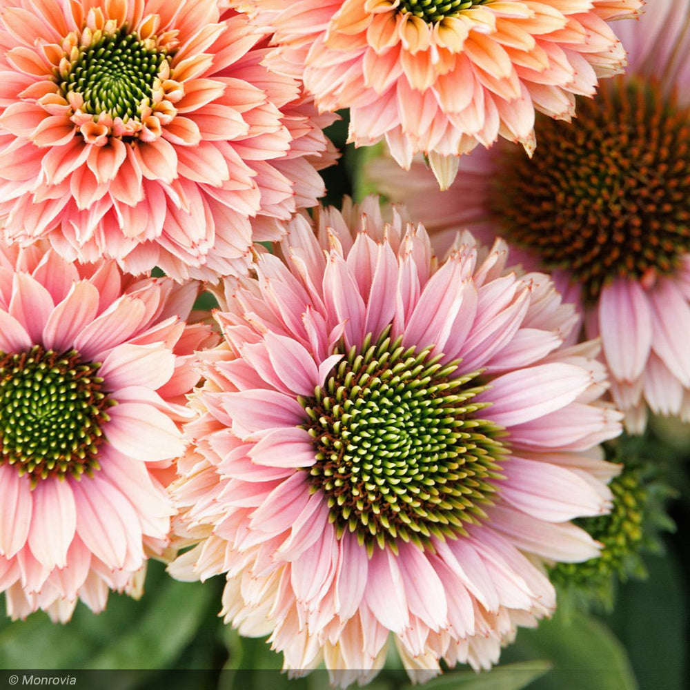 Coneflower, Sunseekers Pumpkin Pie #1