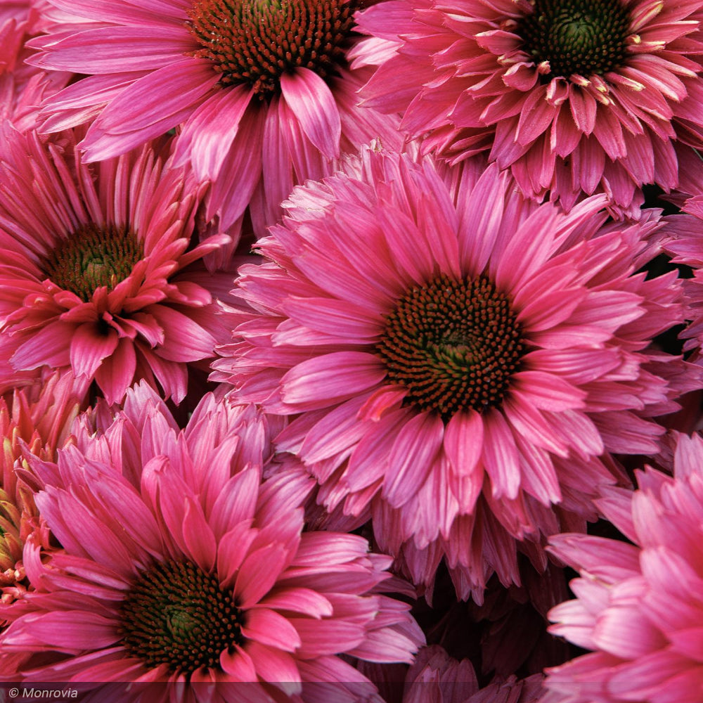Coneflower, Sunseekers Sweet Fuchsia #1