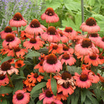 Load image into Gallery viewer, Coneflower, Eye-Catcher Tanager #1