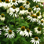Load image into Gallery viewer, Coneflower, White Swan #1