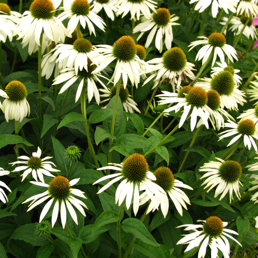 Coneflower, White Swan #1
