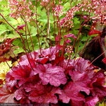 Load image into Gallery viewer, Coral Bells, Berry Smoothie #1