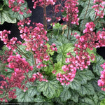 Load image into Gallery viewer, Coral Bells, Berry Timeless #1