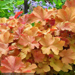 Load image into Gallery viewer, Coral Bells, Caramel #1