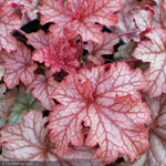 Load image into Gallery viewer, Coral Bells, Carnival Peach Parfait #1