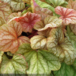 Load image into Gallery viewer, Coral Bells, Champagne #1