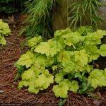 Load image into Gallery viewer, Coral Bells, Citronelle Qt