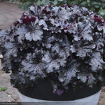 Load image into Gallery viewer, Coral Bells, Dressed Up Evening Gown #1