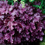 Load image into Gallery viewer, Coral Bells, Forever Purple #1