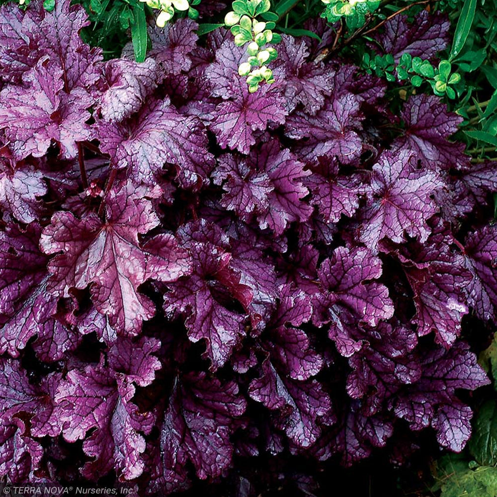 Coral Bells, Forever Purple #1
