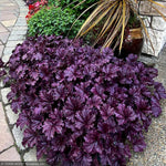 Load image into Gallery viewer, Coral Bells, Forever Purple #1