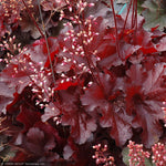 Load image into Gallery viewer, Coral Bells, Forever Red #1