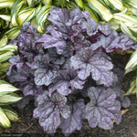 Load image into Gallery viewer, Coral Bells, Dolce Frosted Berry #1