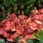 Load image into Gallery viewer, Coral Bells, Georgia Peach #1