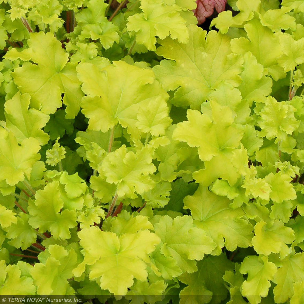 Coral Bells, Lime Marmalade #1