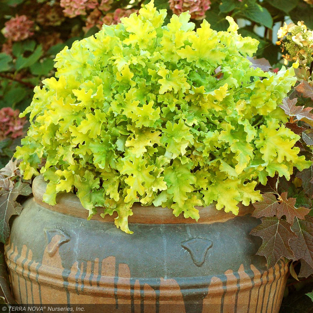 Coral Bells, Lime Marmalade #1