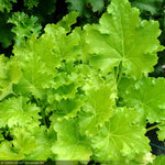 Load image into Gallery viewer, Coral Bells, Lime Rickey #1