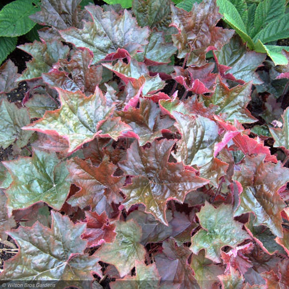 Coral Bells, Palace Purple #2