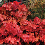 Load image into Gallery viewer, Coral Bells, Peach Flambe #1