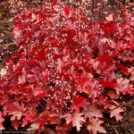 Load image into Gallery viewer, Coral Bells, Peach Flambe #1
