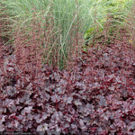 Load image into Gallery viewer, Coral Bells, Plum Pudding #1