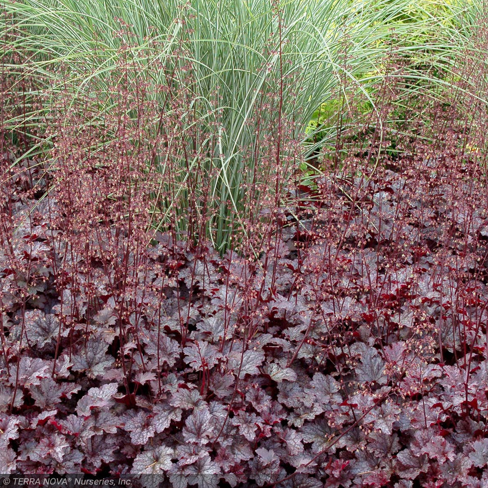 Coral Bells, Plum Pudding #1