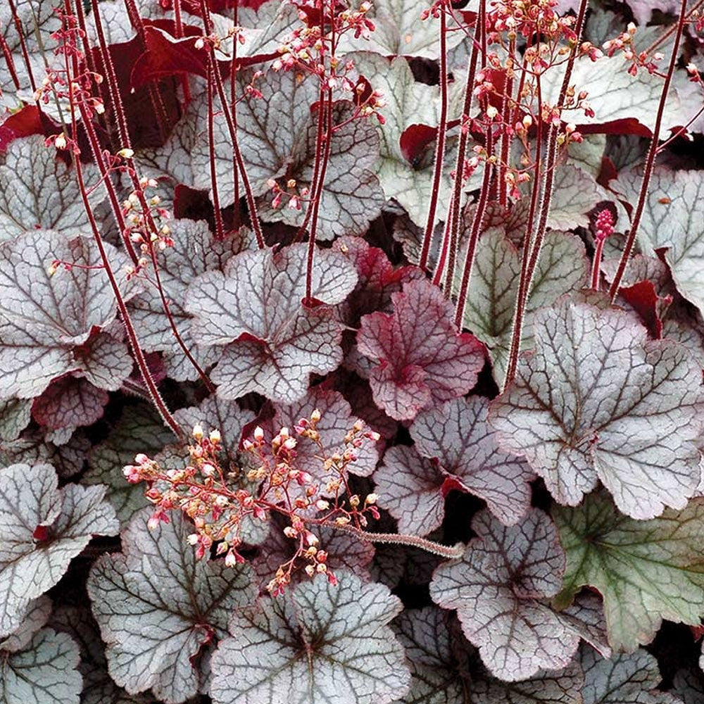 Coral Bells, Silver Scrolls Qt