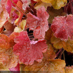 Load image into Gallery viewer, Coral Bells, Sirens' Song Orange #1