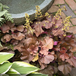 Load image into Gallery viewer, Coral Bells, Sirens' Song Orange #1