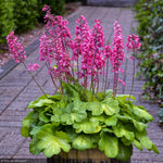 Load image into Gallery viewer, Coral Bells, Timeless Glow #1