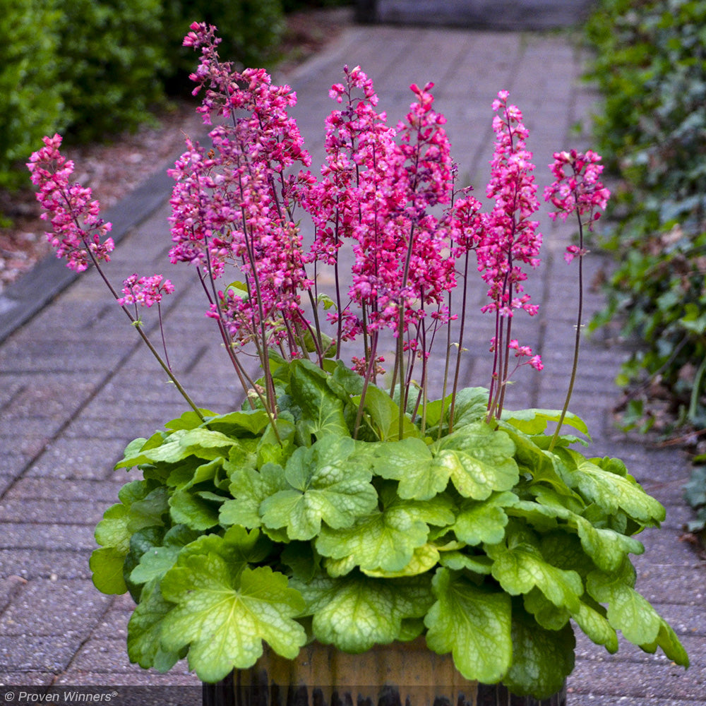 Coral Bells, Timeless Glow #1