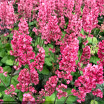 Load image into Gallery viewer, Coral Bells, Timeless Glow #1