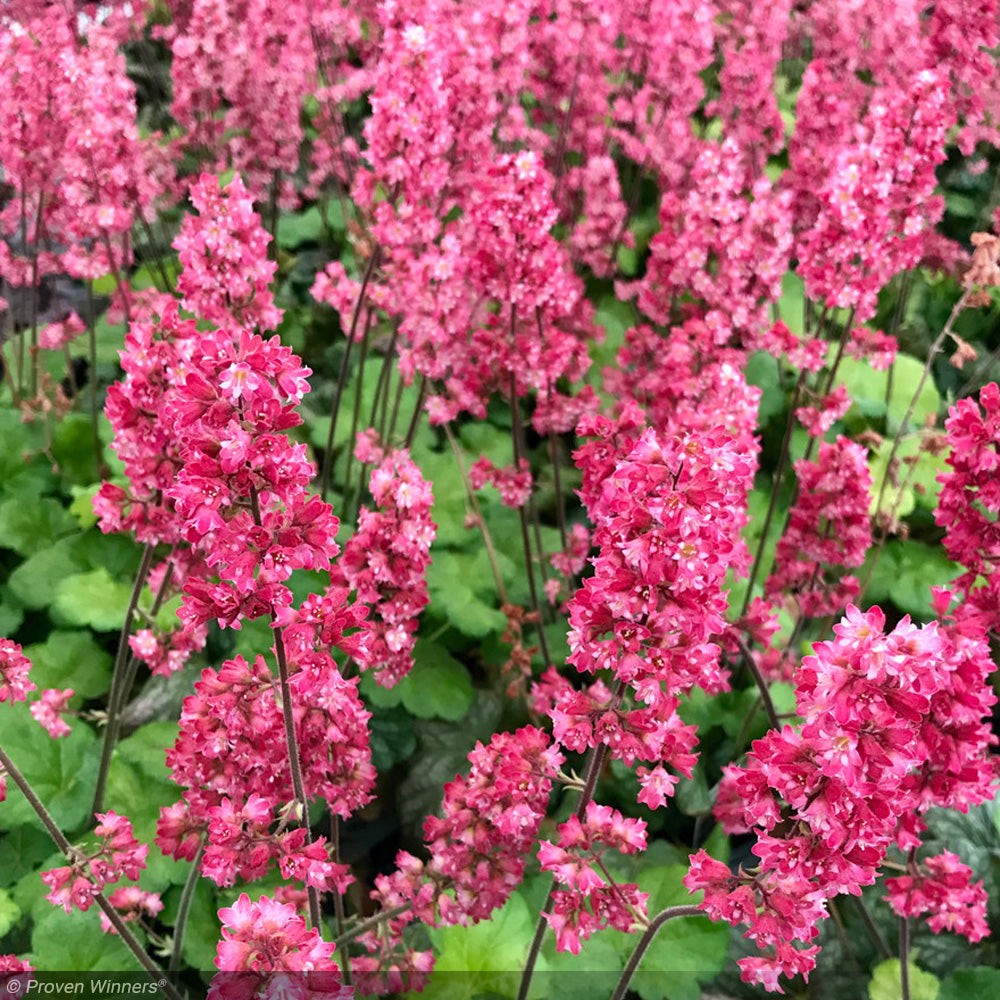 Coral Bells, Timeless Glow #1