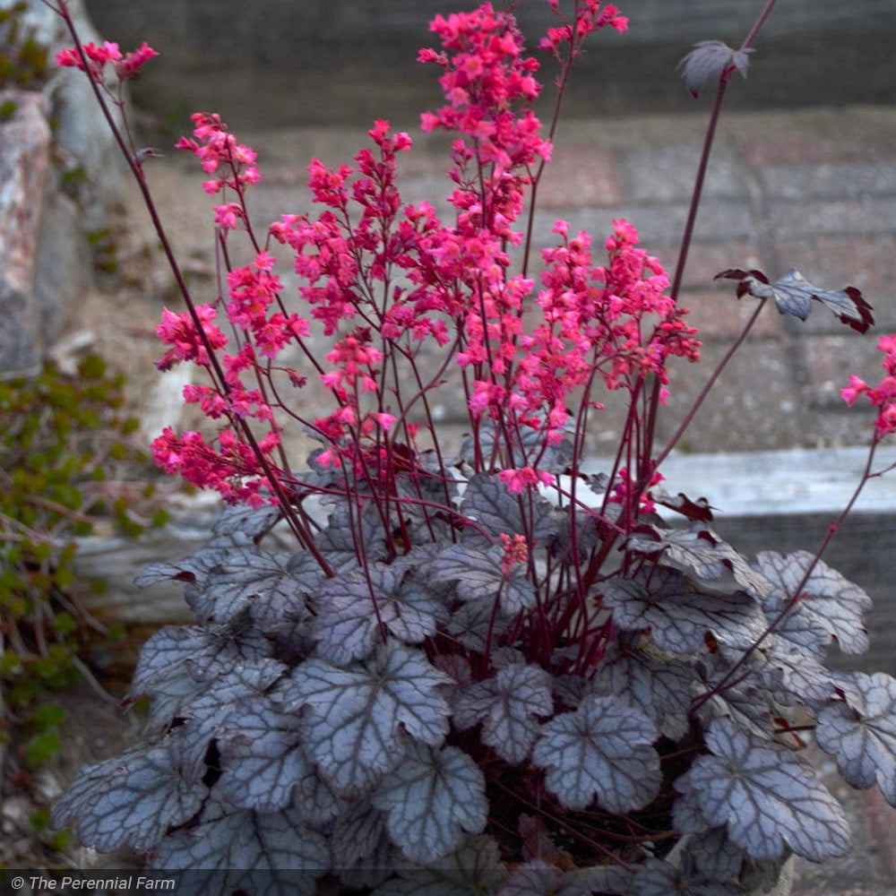 Coral Bells, Timeless Treasure #1