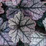 Load image into Gallery viewer, Coral Bells, Timeless Treasure #1