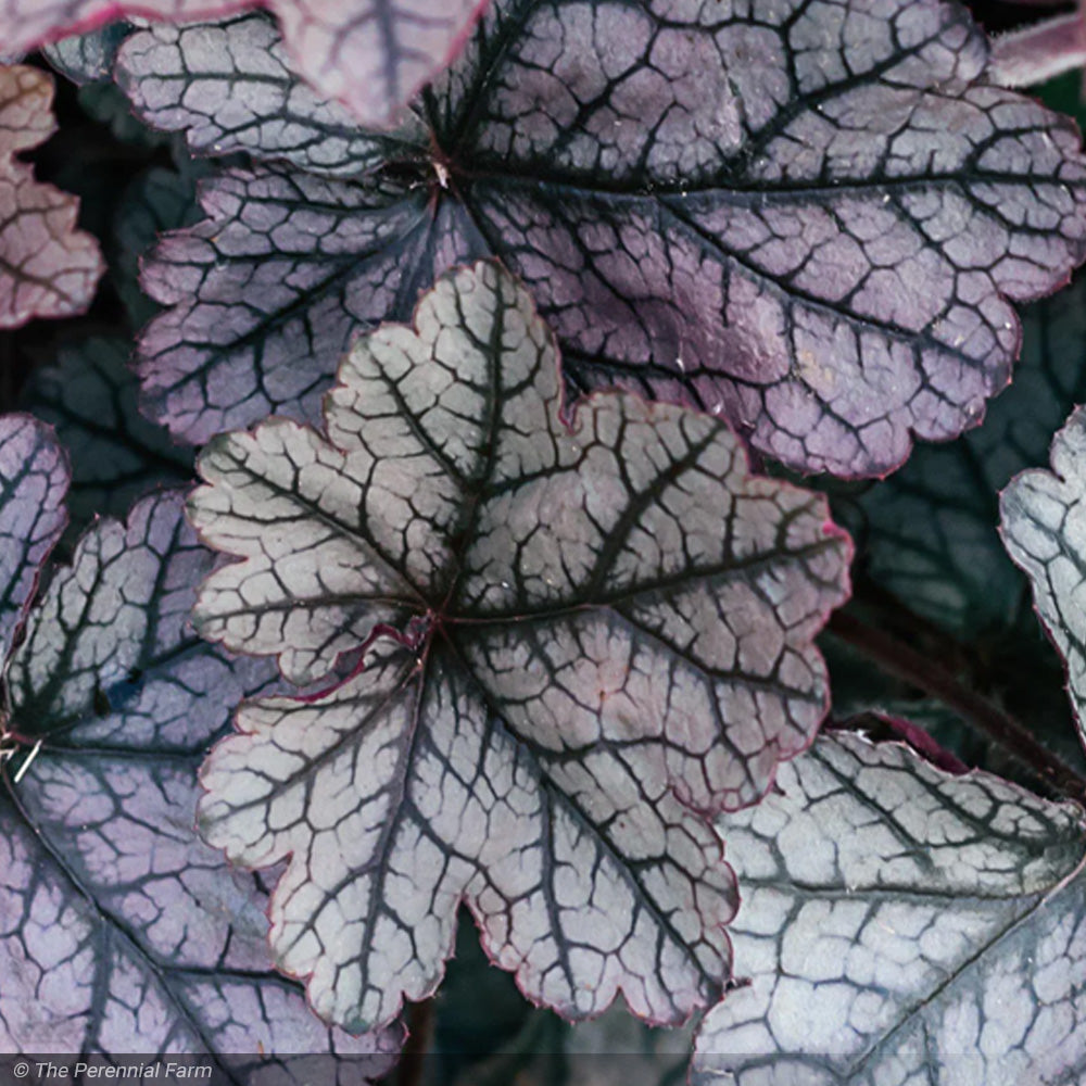 Coral Bells, Timeless Treasure #1