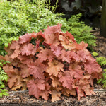 Load image into Gallery viewer, Coral Bells, Primo Peachberry Ice #1