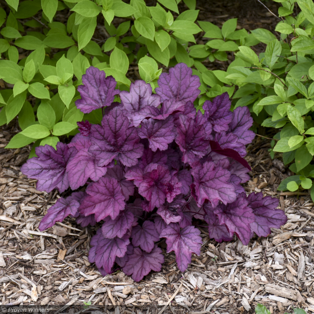 Coral Bells, Primo Wild Rose #1 – Greenwood Creek Nursery