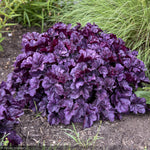 Load image into Gallery viewer, Coral Bells, Dolce Wildberry #1