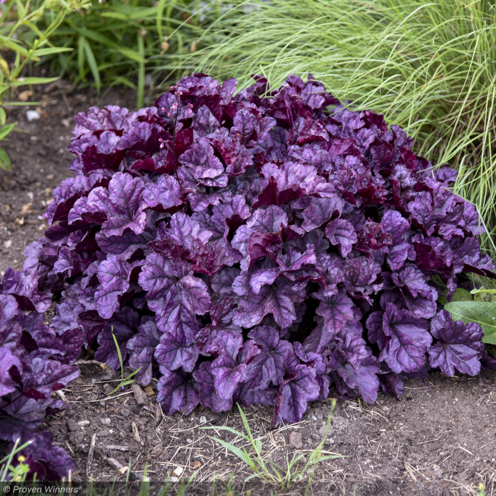 WACKOMARIA DORMEUIL ダークパープル　XL WACKOMARIA DORMEUIL ダークパープル XL