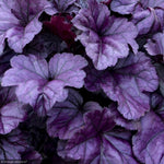 Load image into Gallery viewer, Coral Bells, Dolce Wildberry #1