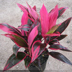 Load image into Gallery viewer, Trop, Cordyline Red Sister #1