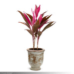 Load image into Gallery viewer, Trop, Cordyline Red Sister #1